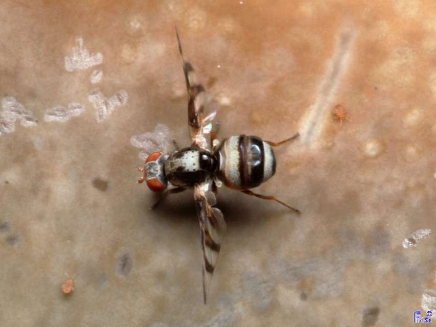 Myennis octopunctata