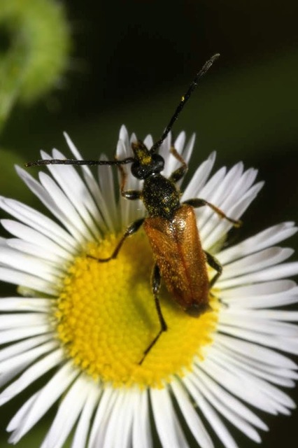 Pseudovadonia livida - barnás virágcincér