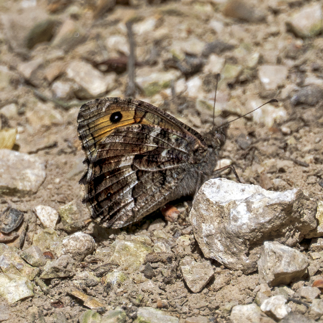 Hipparchia semele - barna szemeslepke