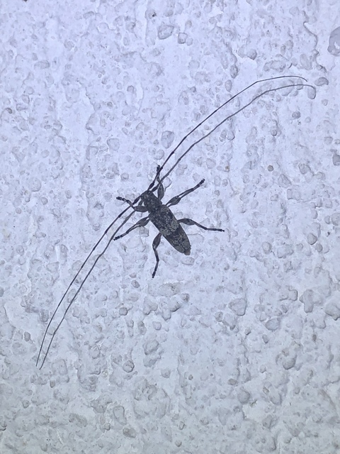 Acanthocinus griseus - szürke daliáscincér