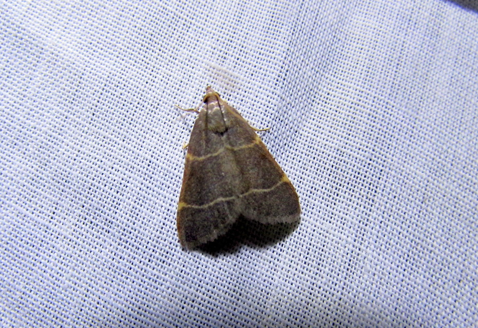 Hypsopygia glaucinalis - rezes fényilonca