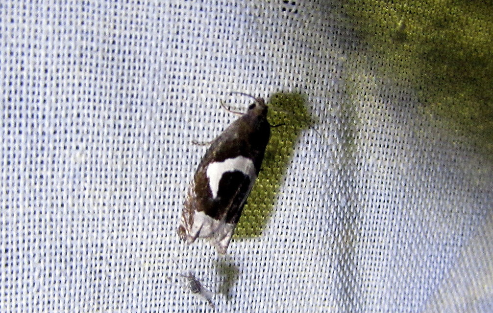 Epiblema foenella - kampósfoltú tükrösmoly