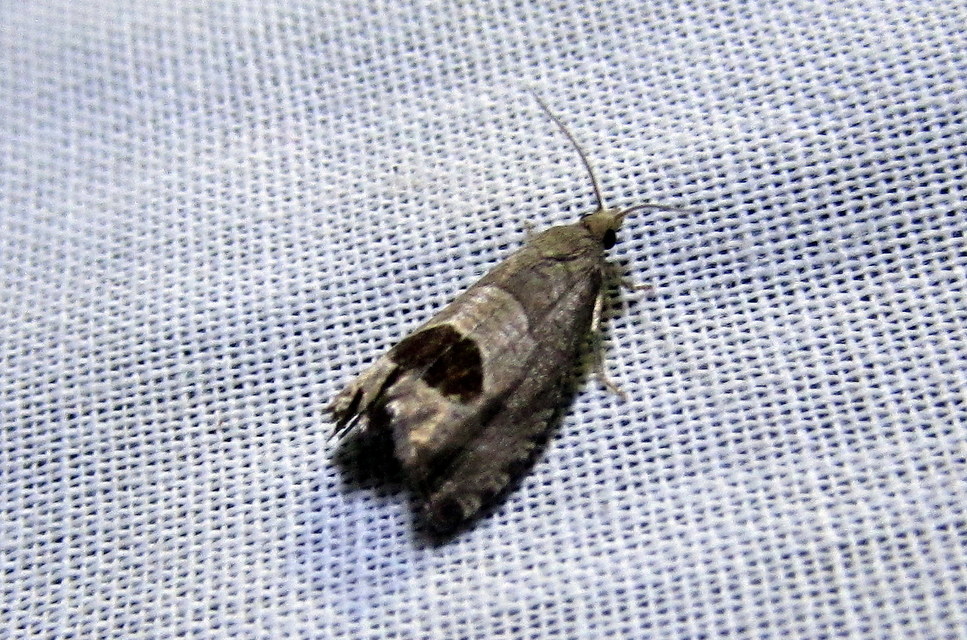 Notocelia uddmanniana - málnasodró tükrösmoly
