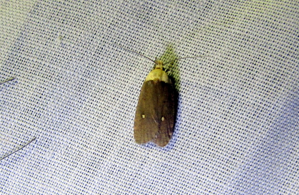 Agonopterix furvella - ezerjófű-laposmoly