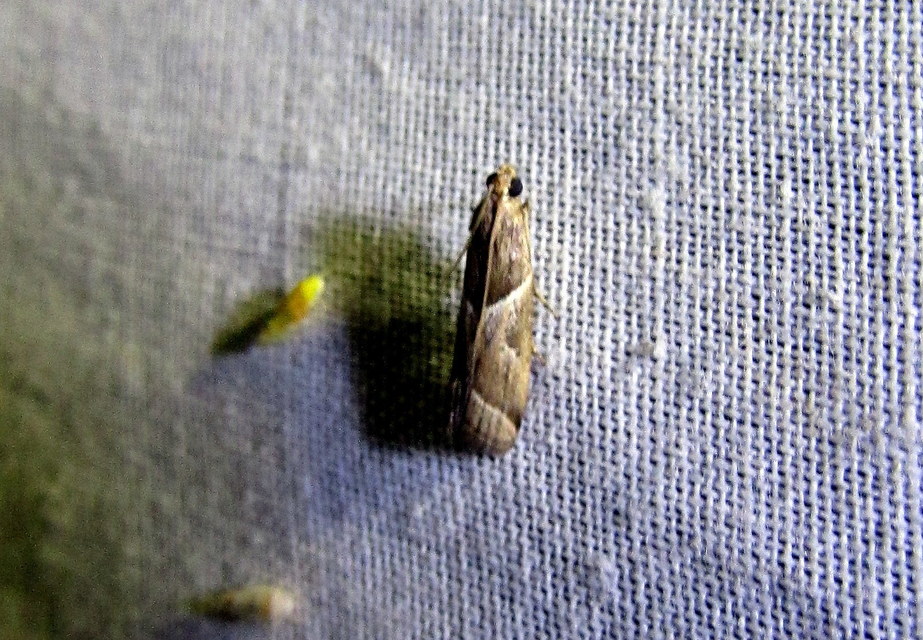 Nyctegretis lineana - agátszínű karcsúmoly