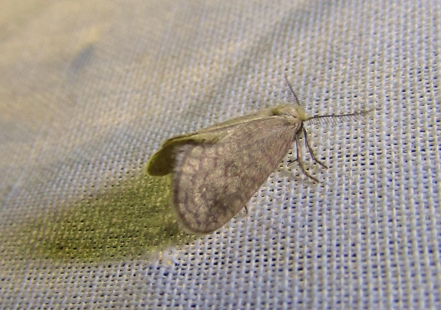 Bijugis bombycella - alkonyati zsákhordólepke