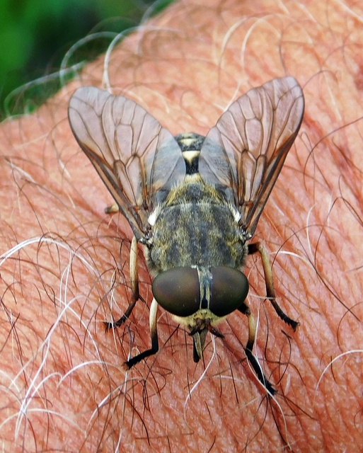Tabanus