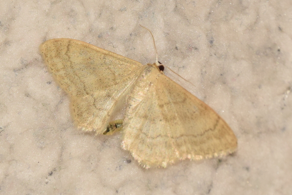 Idaea deversaria - egyszínű sávosaraszoló
