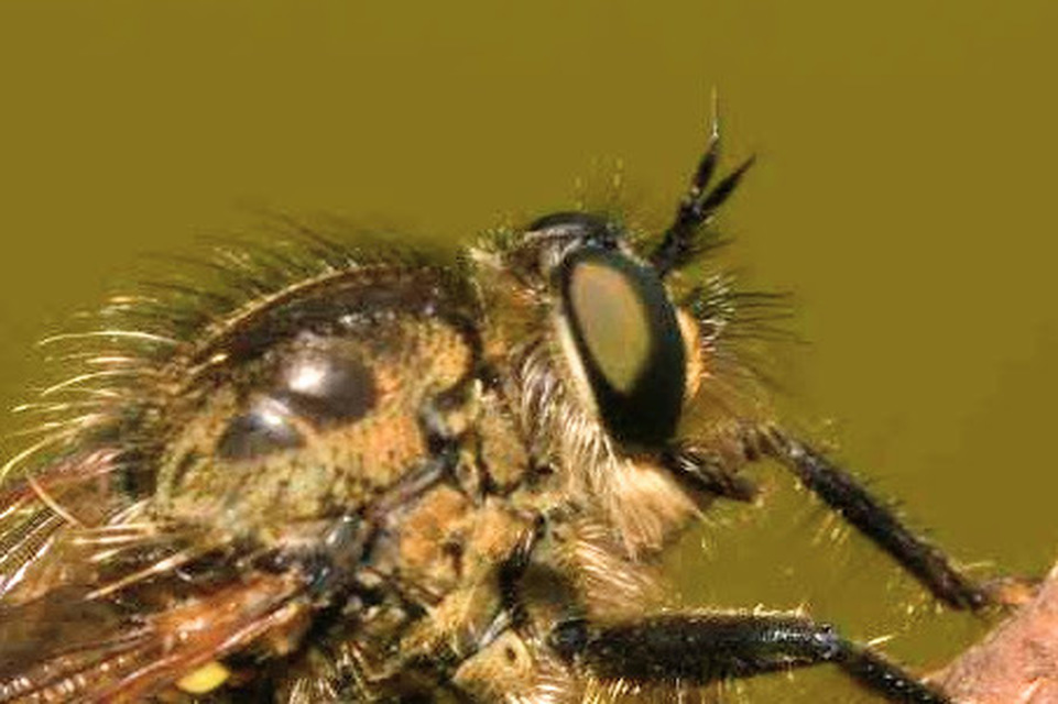 Dysmachus