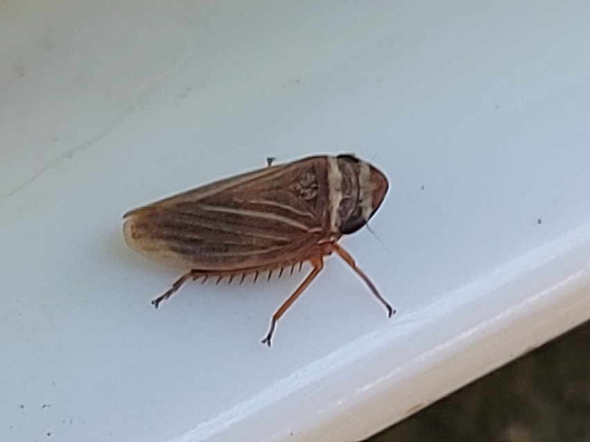 Aphrodes