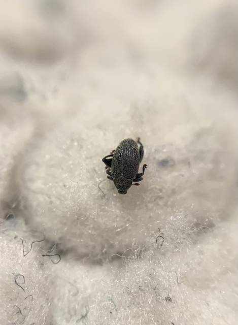 Pseudorchestes pratensis - imola-bolhaormányos