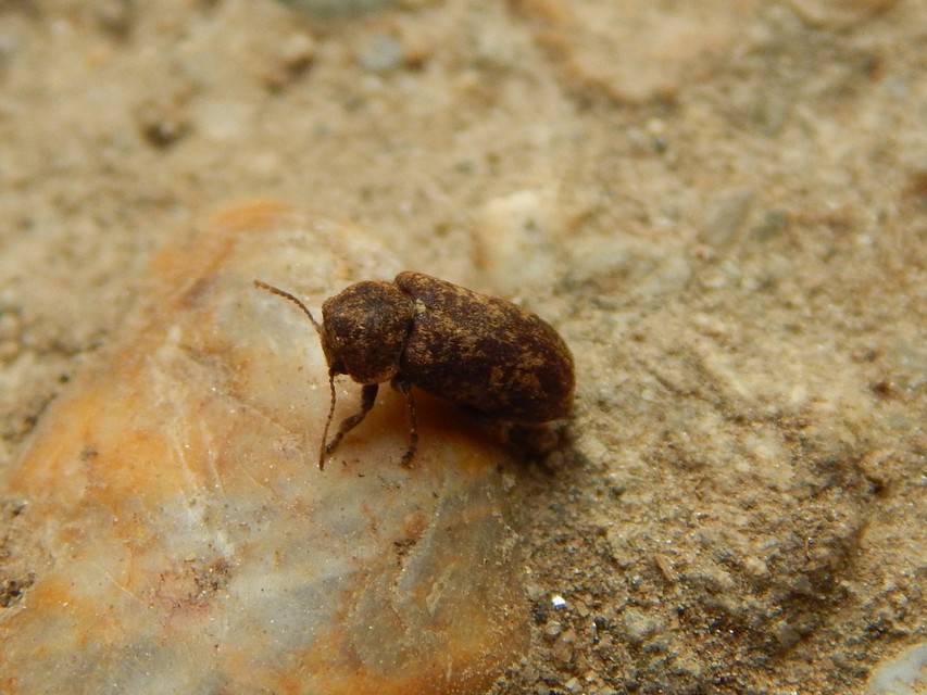 Xestobium rufovillosum - nagy álszú