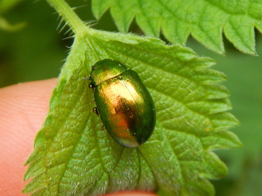 Chrysolina herbacea - zöld mentalevelész