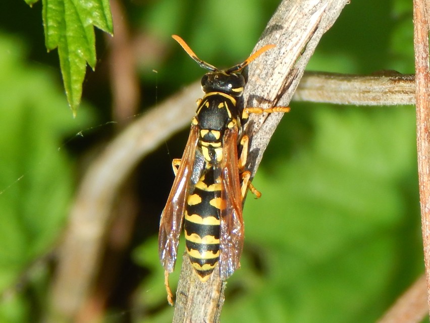 Polistes - papírdarazsak