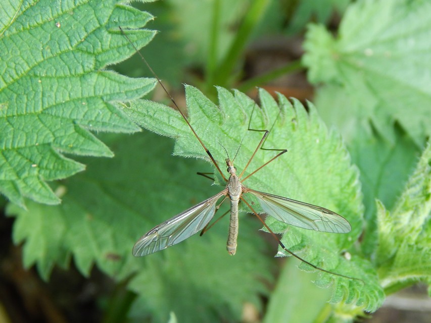Tipula