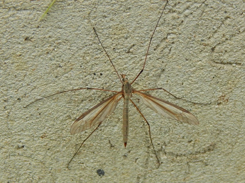 Tipula