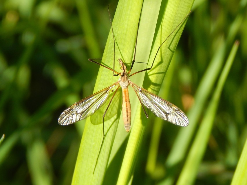 Tipula vernalis