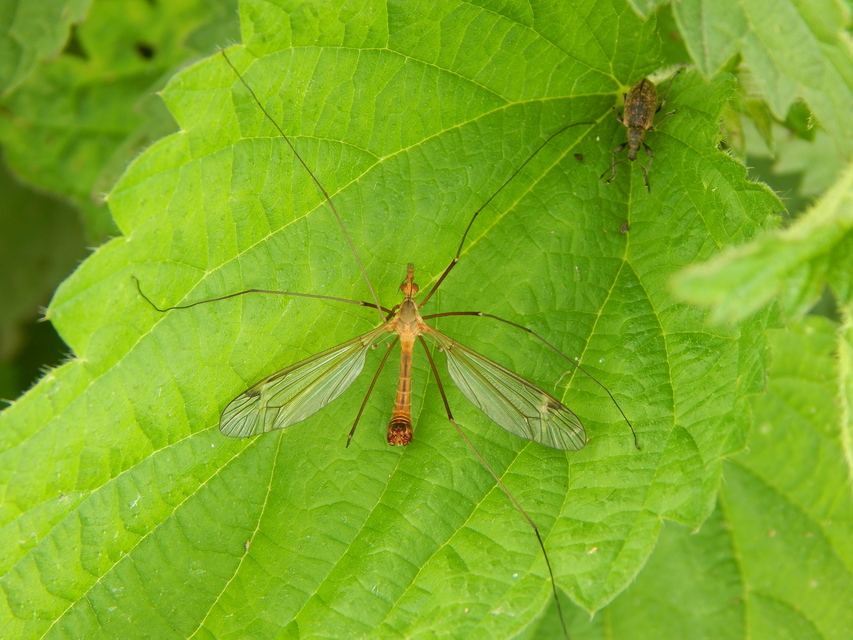 Tipula