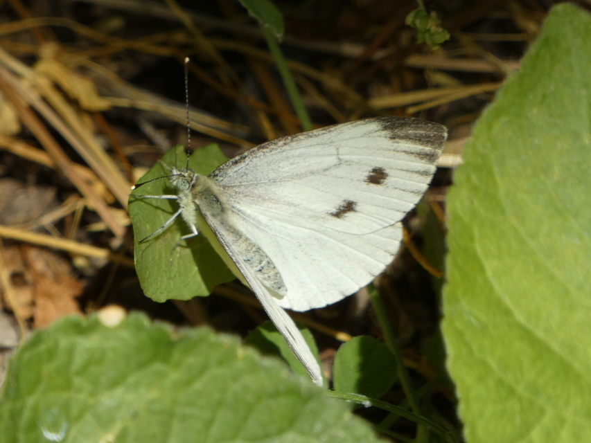 Pieris napi - repcelepke