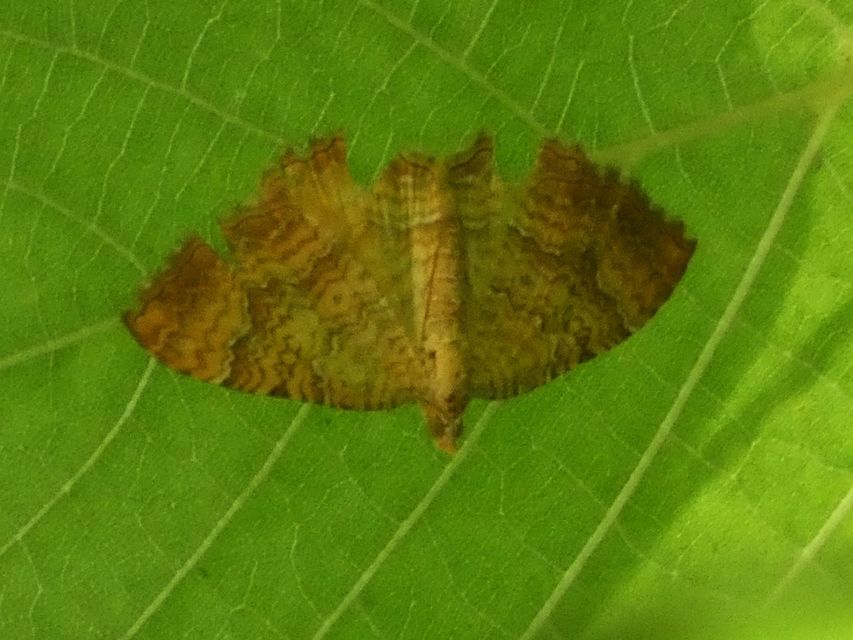 Camptogramma bilineata - kétvonalas sávosaraszoló