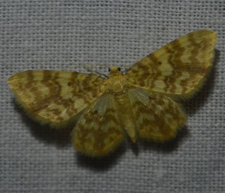 Hydrelia flammeolaria - narancssárga araszoló