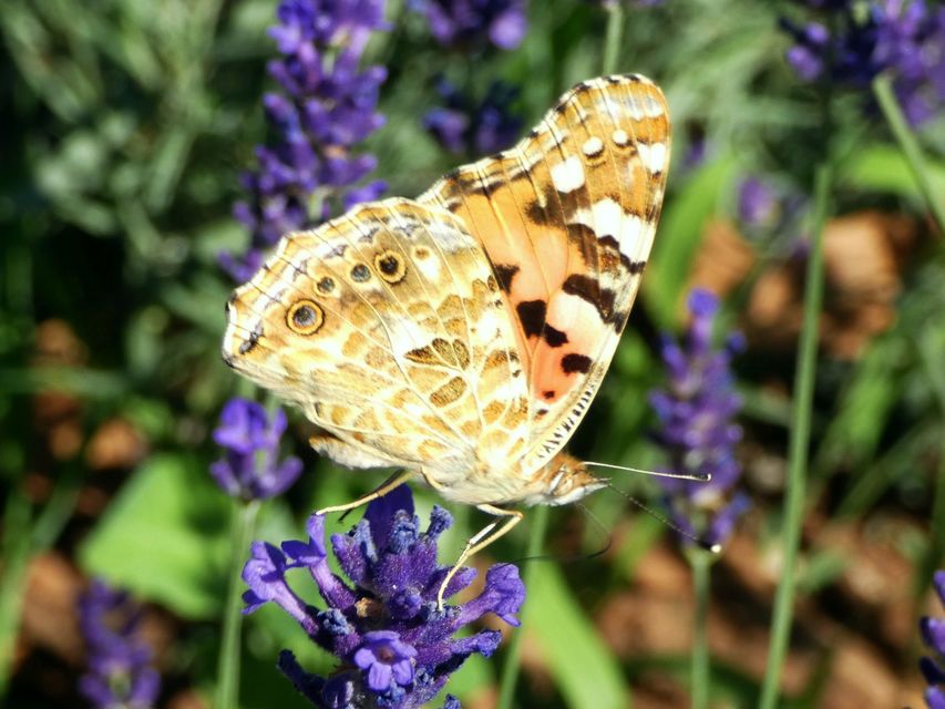 Vanessa cardui - bogáncslepke