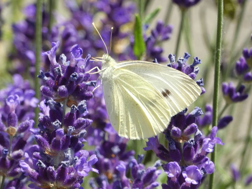 Pieris rapae - répalepke