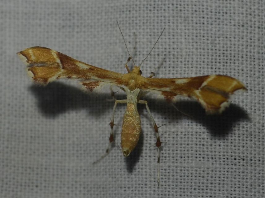 Cnaemidophorus rhododactyla - rózsabogyó-tollasmoly