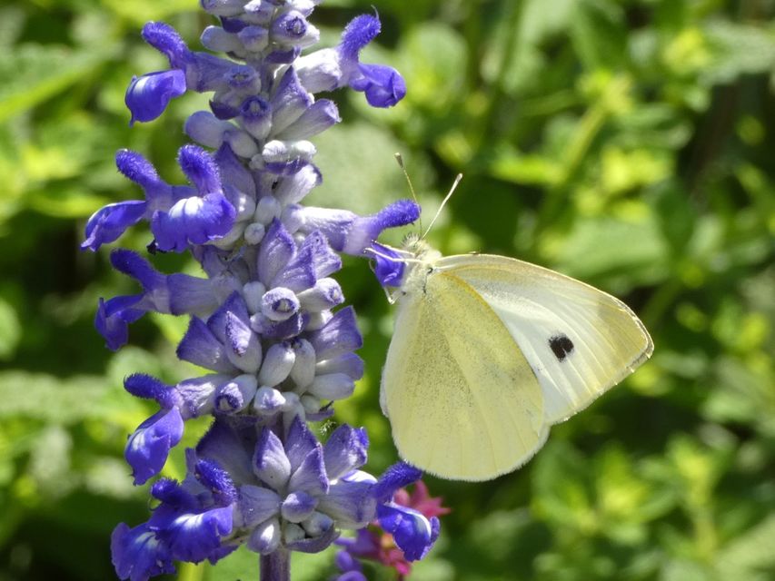 Pieris rapae - répalepke