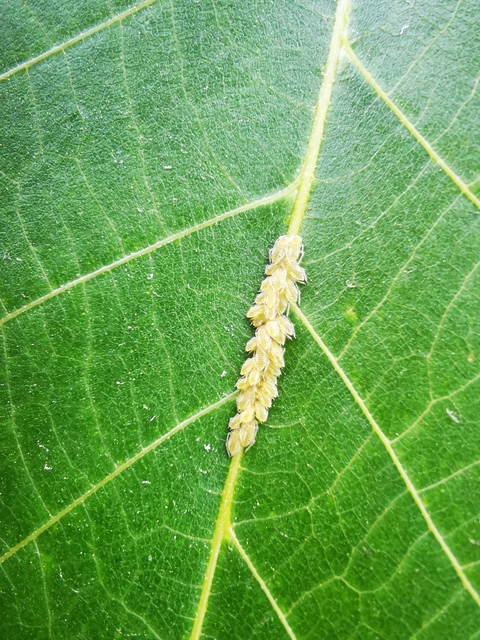 Panaphis juglandis