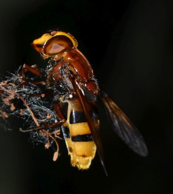 Volucella zonaria - kétöves pihelégy
