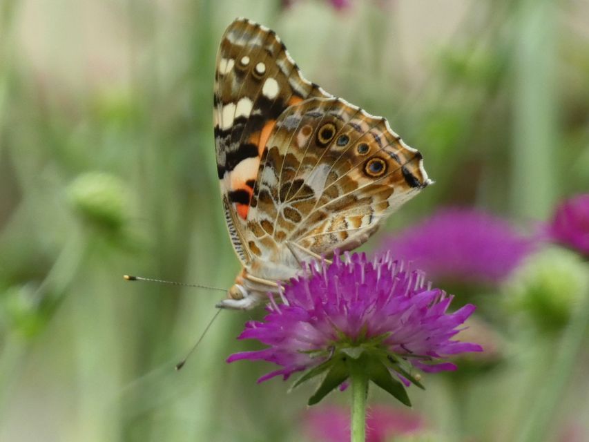 Vanessa cardui - bogáncslepke