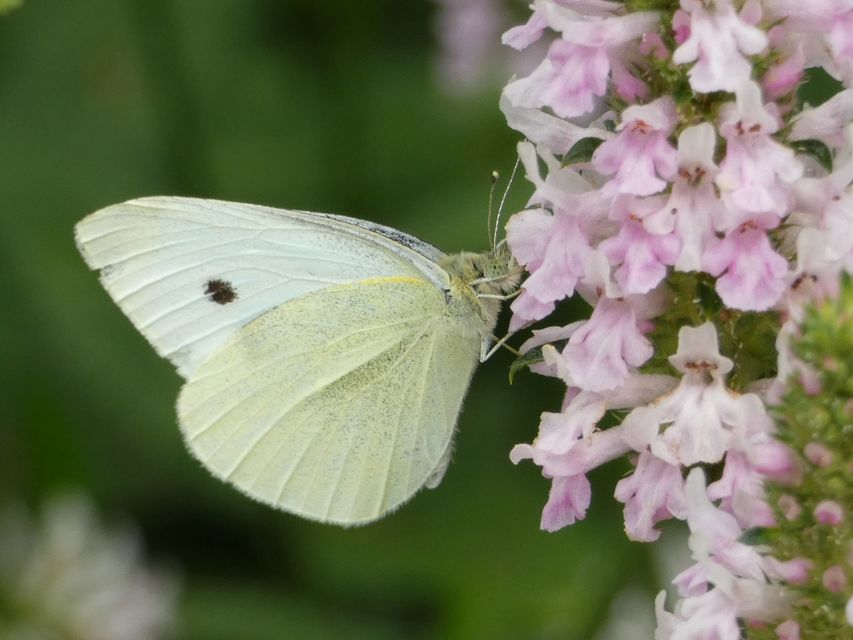 Pieris rapae - répalepke