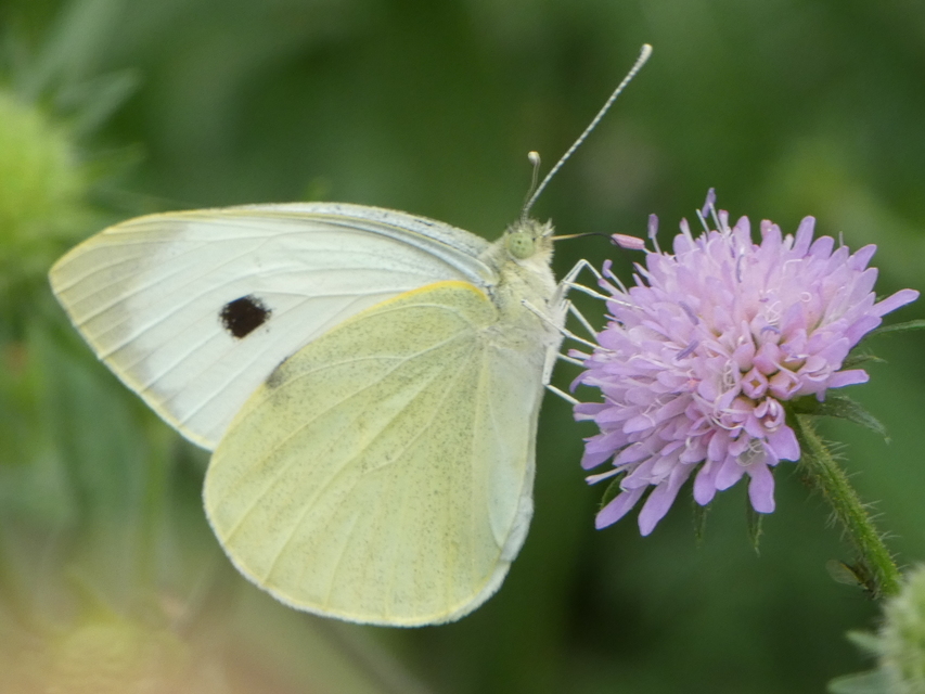 Pieris brassicae - káposztalepke