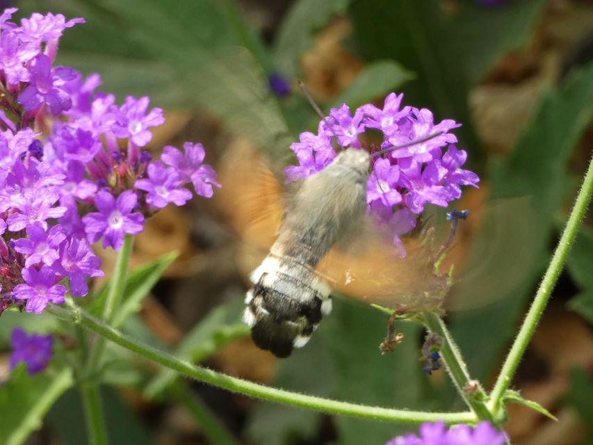 Macroglossum stellatarum - kacsafarkú szender