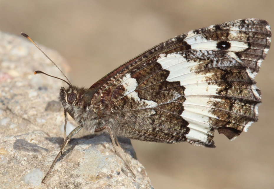 Brintesia circe - fehéröves szemeslepke