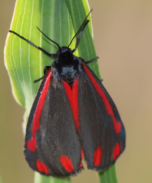 Tyria jacobaeae - jakabfű-medvelepke