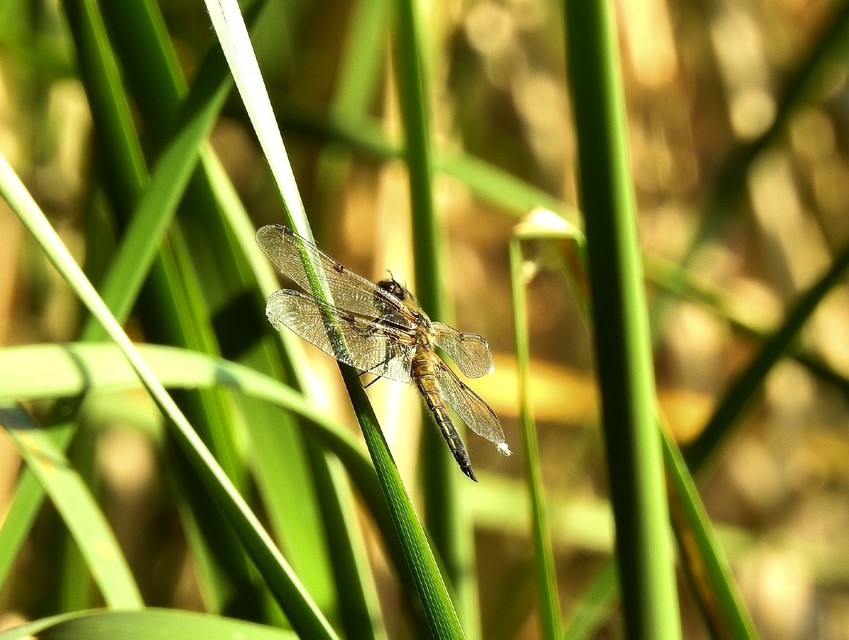 Libellula quadrimaculata - négyfoltos laposacsa