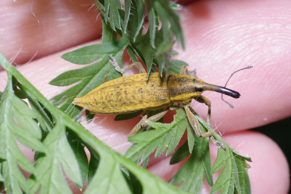 Lixus iridis - bürökfúró dudvabarkó