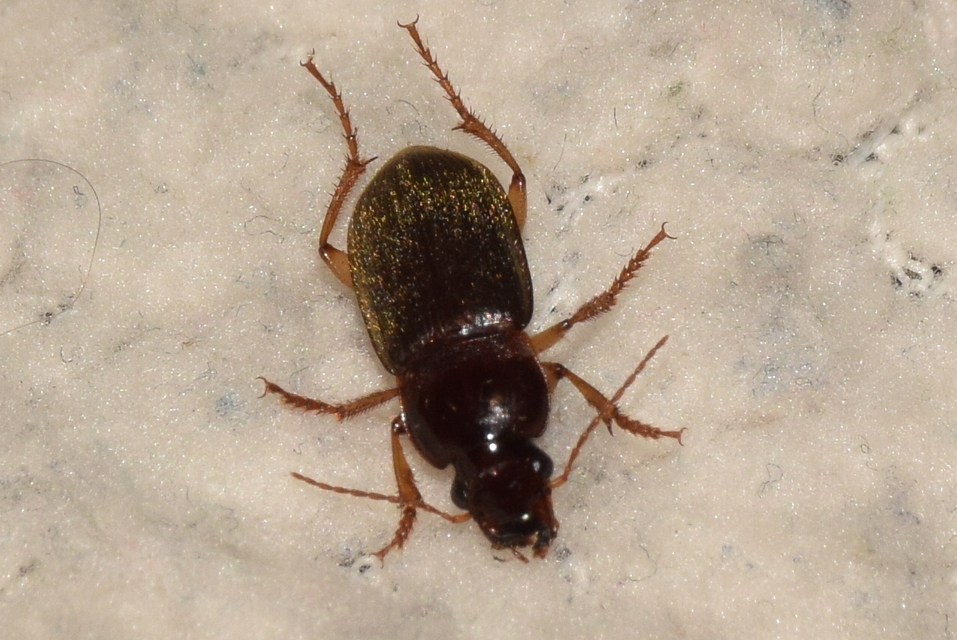 Harpalus griseus - kis selymesfutó