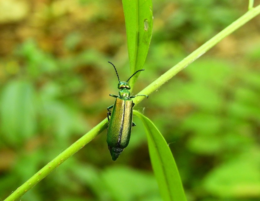 Lytta vesicatoria - kőrisbogár
