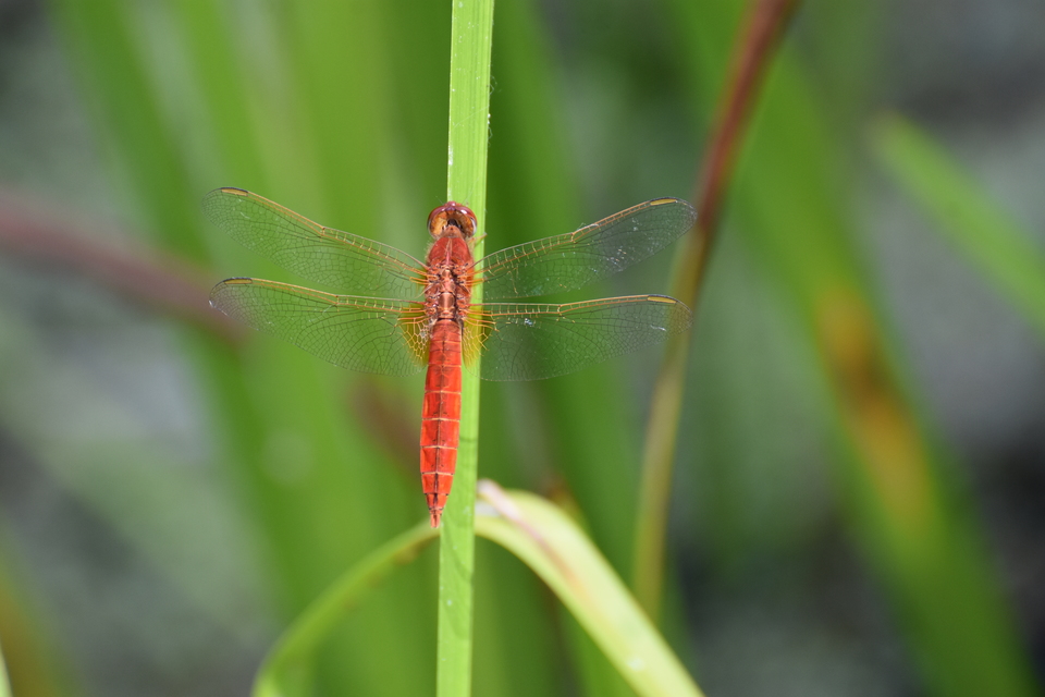 Crocothemis erythraea - skarlát szitakötő