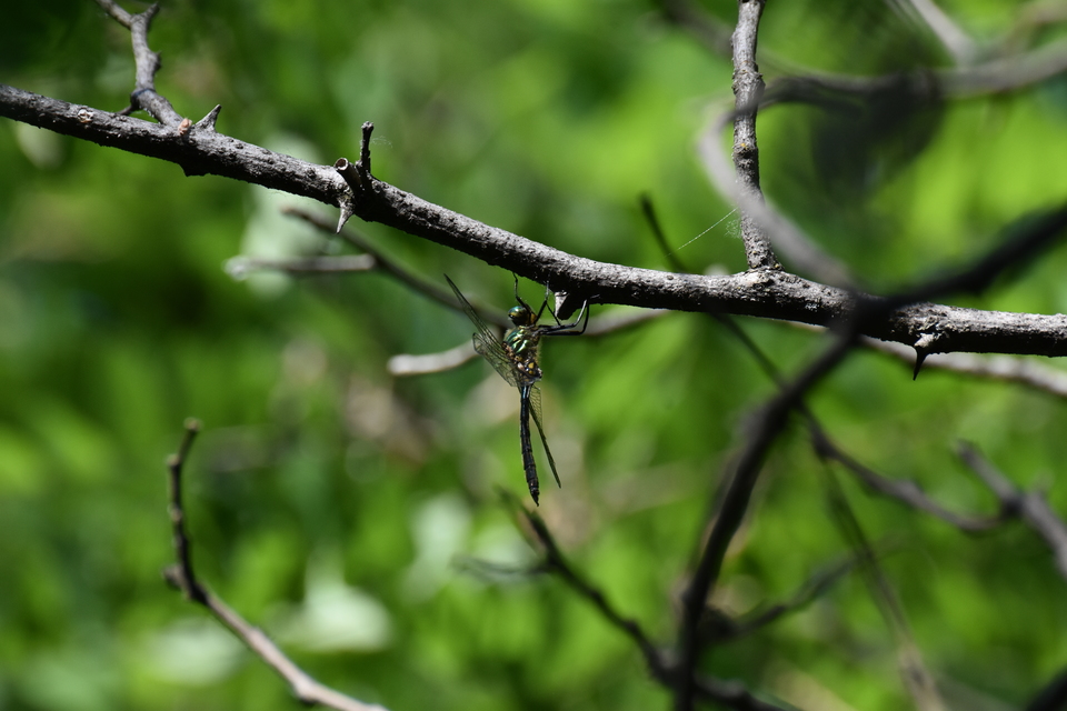 Somatochlora meridionalis - déli smaragdszitakötő