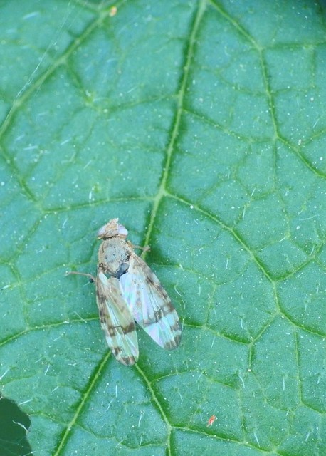 Sphenella marginata