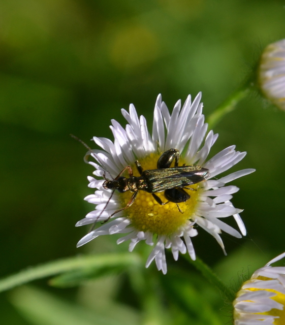 Oedemera flavipes - sárgalábú álcincér Oedemera flavipes - sárgalábú álcincér