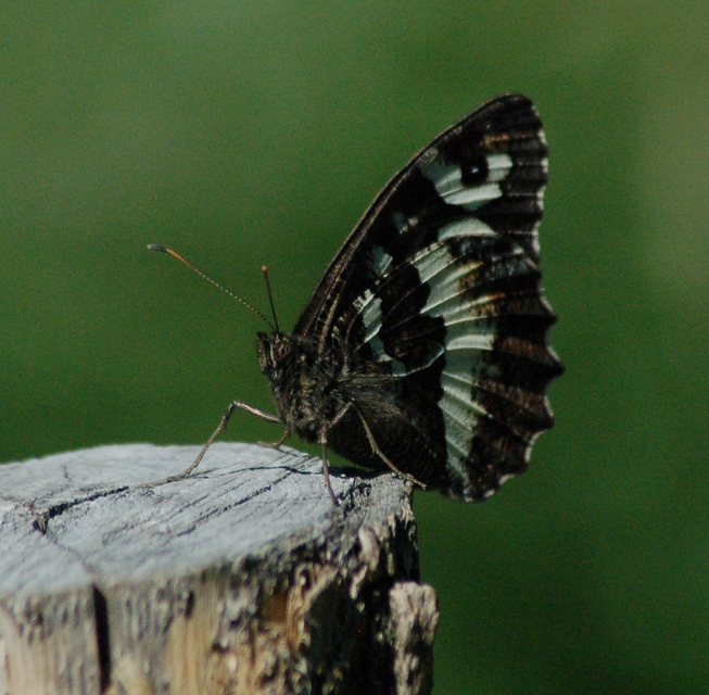 Brintesia circe - fehéröves szemeslepke