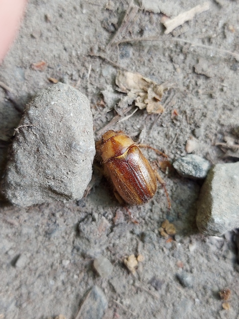 Rhizotrogus aestivus - tavaszvégi cserebogár