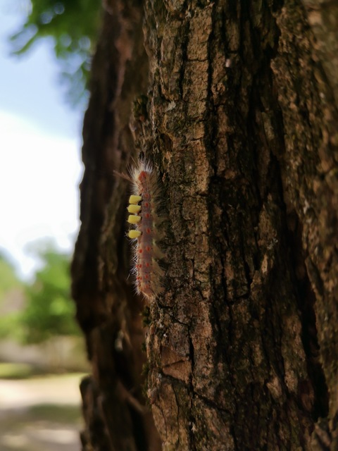 Orgyia antiqua - rozsdabarna kisszövő