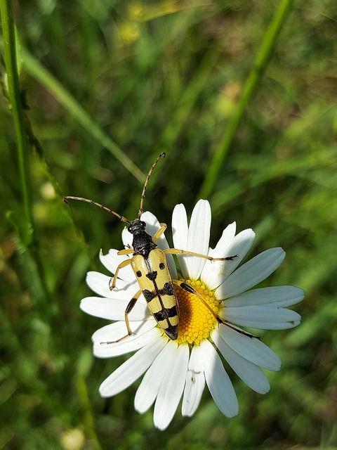 Rutpela maculata - tarkacsápú karcsúcincér