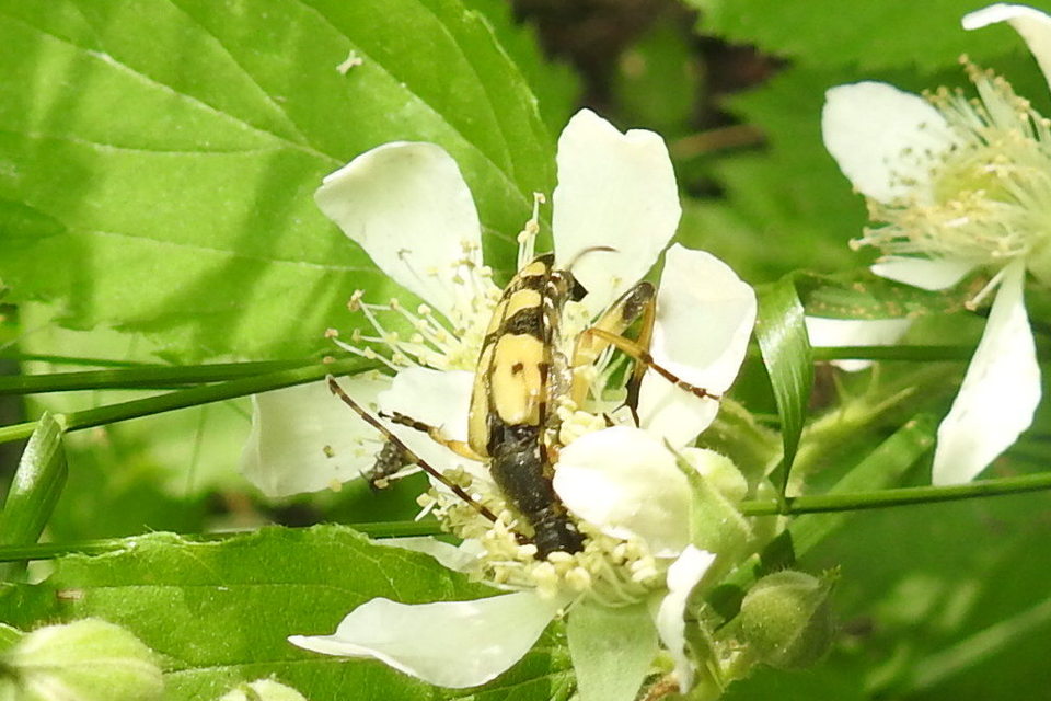 Rutpela maculata - tarkacsápú karcsúcincér